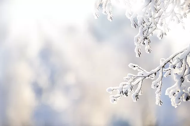 Snötäckta grenar i närbild. Foto